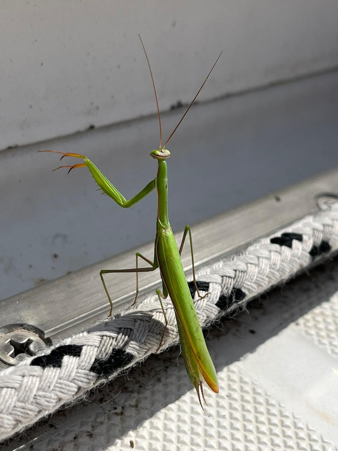 Gottesanbeterin auf einer Schnur stehend