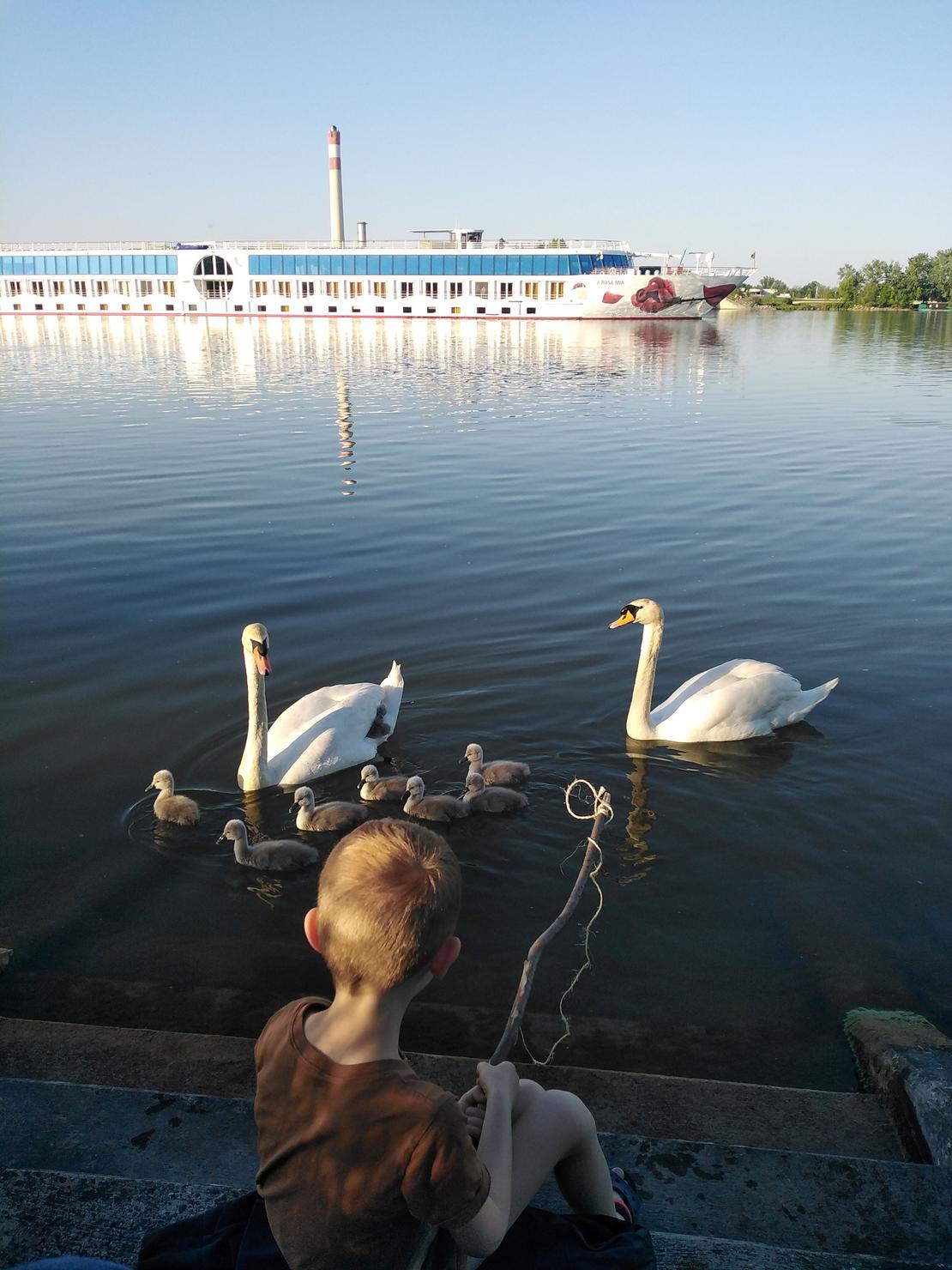 Junger Bub mit selbst gebastelter Angel vor zwei Schwänen sitzend