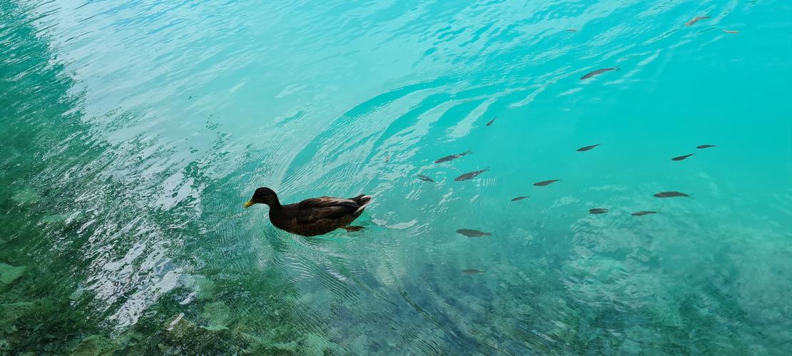Verfolgung einer Ente von Fischen