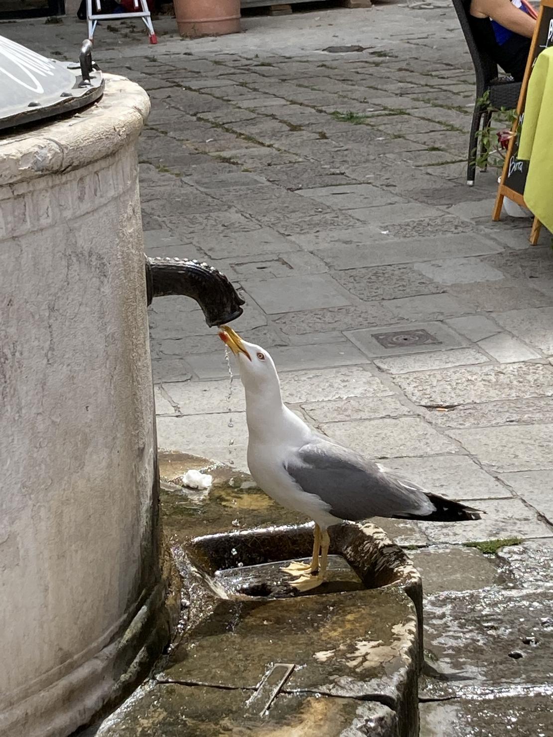 Möwe trinkt von einem fließendem Wasserhahn