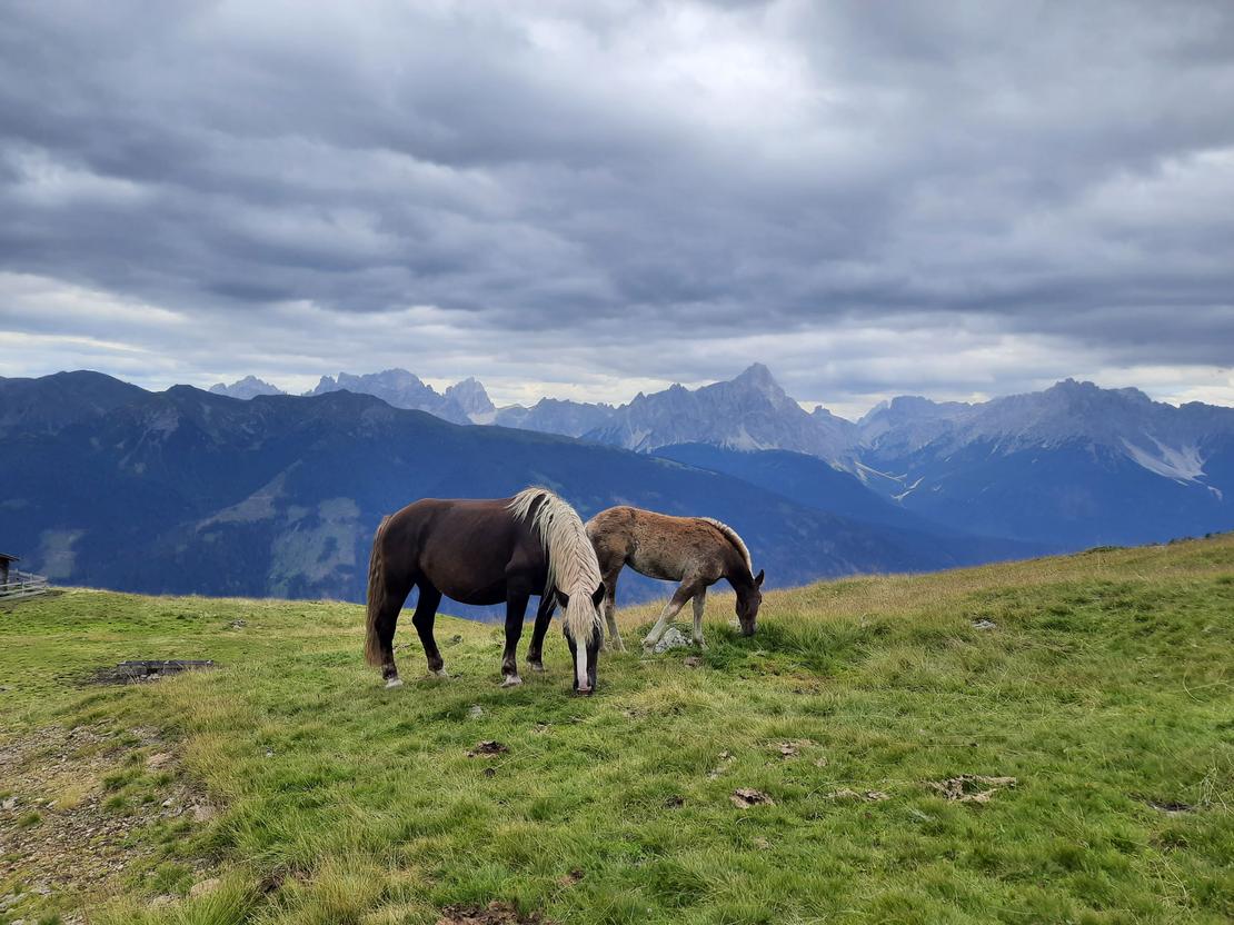 Stute mit ihrem Fohlen auf einer Bergrücken