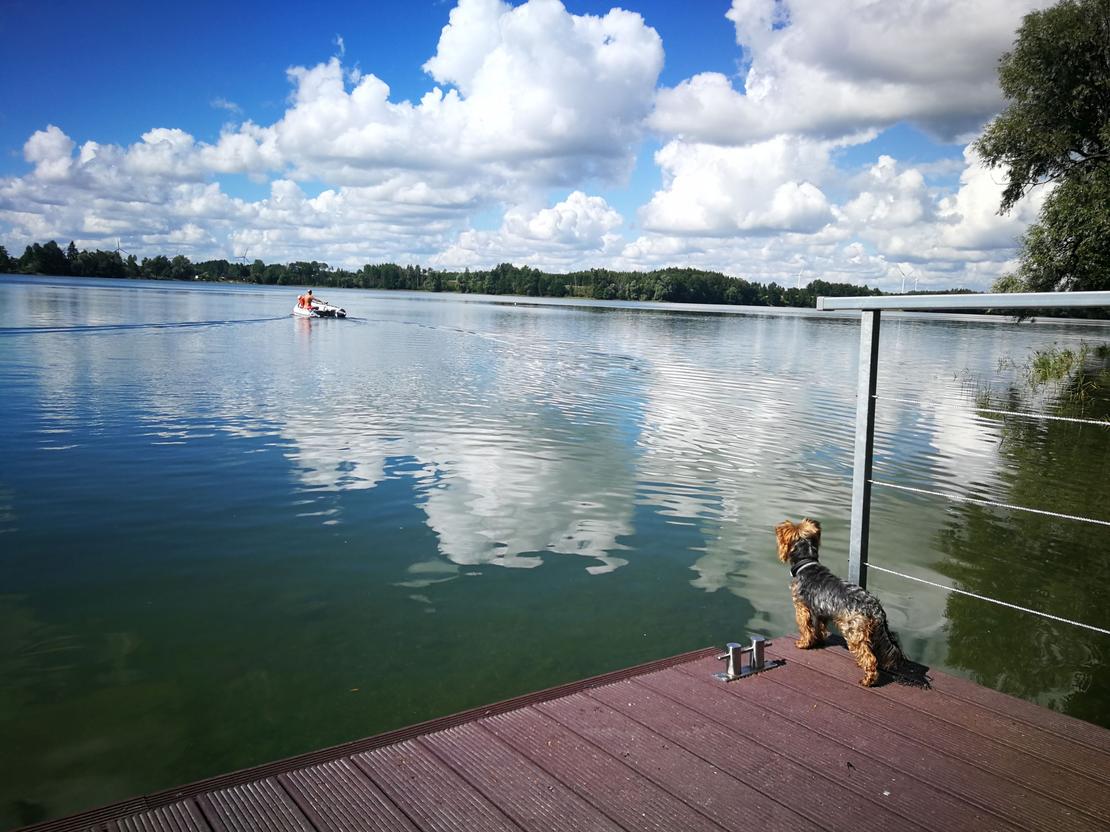 Hund auf einem Steg und schaut seinem Herrl zu wie er mit dem Boot wegfährt