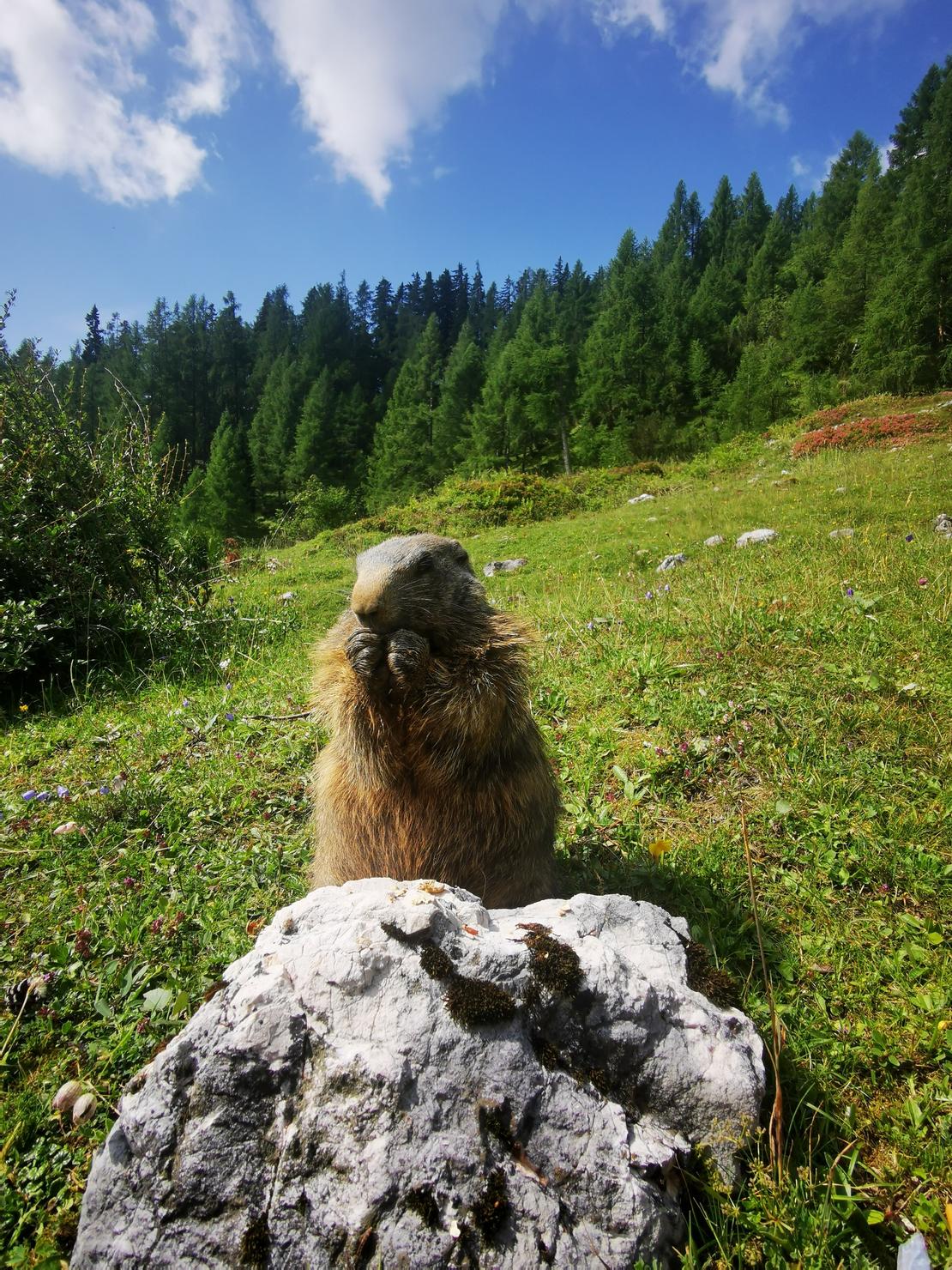 Täglich grüßt das Murmeltier, Bachlalm