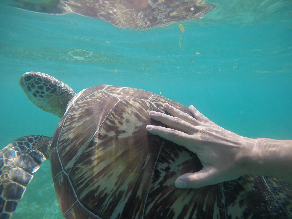 Begegnung mit einem ruhigen Wesen, Malediven
